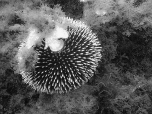 Erizo de mar/erizos de mar